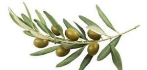 Olive Gold 0.2